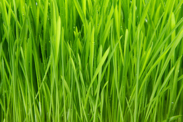 Fototapeta na wymiar Rosy na trawie na białym tle