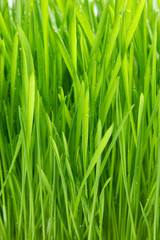 Fototapeta na wymiar Dew on grass on the white background