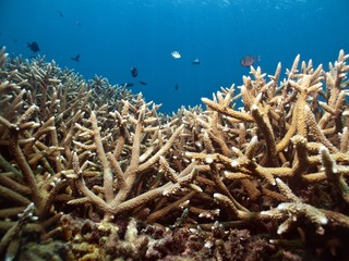 Coral Garden