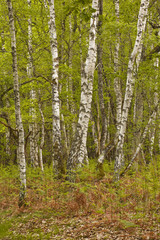 Fototapeta premium Woodland in France