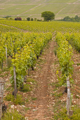 Fototapeta na wymiar Vineyards in Burgundy