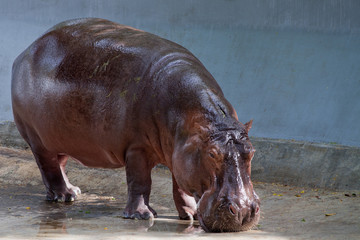 hippopotamus in a zoo