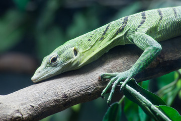 Green lizard on tree close up