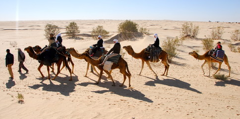 méharée sahara occidental  3