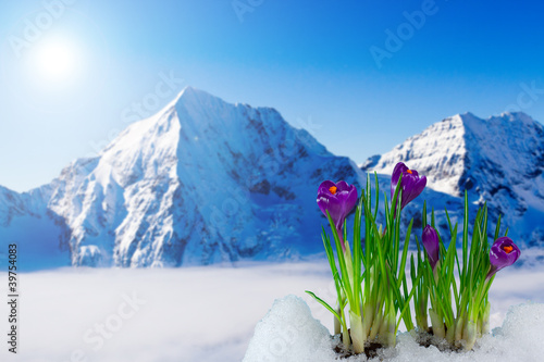 горы, снег, цветы, зелень бесплатно