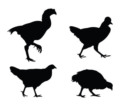 Chicken silhouettes