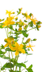 St. John's wort flowers on a white background