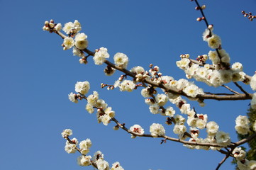 梅の花