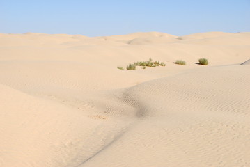 sahara occidental 32