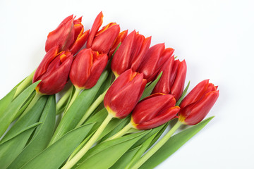 Rote Tulpen liegend auf weiß