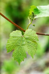 Wenblatt Traube trieb