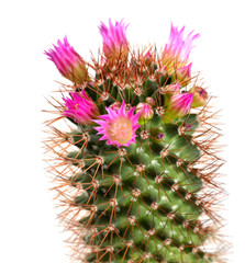 Pink cactus flower