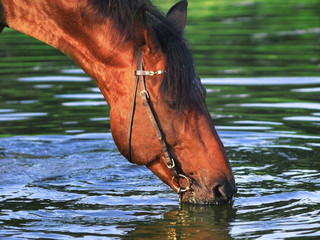portrait of drinking bay horse