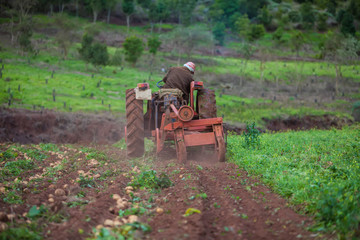Obraz premium Potato field