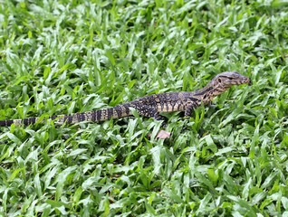 маленький варан