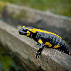 Feuersalamander