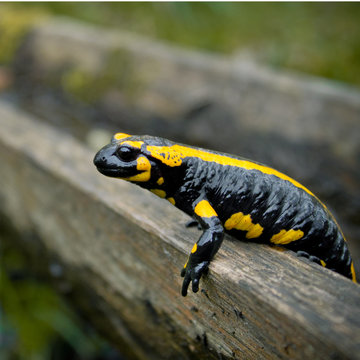 「Schwanzlurch」の画像 - 491 件の Stock 写真、ベクターおよびビデオ | Adobe Stock