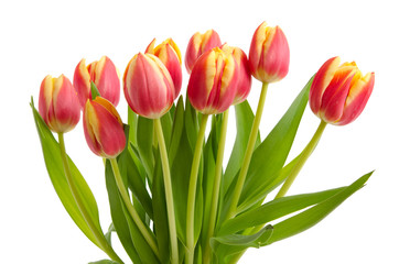 Zweifarbige Tulpen