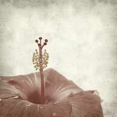 textured old paper background with red hibiscus