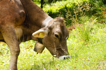 Naklejka na ściany i meble Cow in a pasture