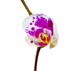 orchid flower isolated