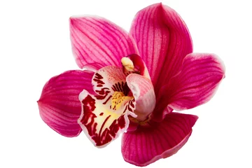 Fotobehang Purple Orchid Flower isolated on white background © ironflame