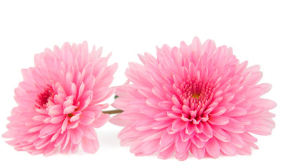 pink chrysanthemum