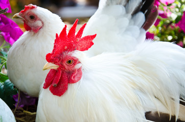White Rooster