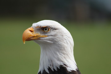 Weißkopfseeadler - 