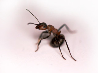 Ant - Formica