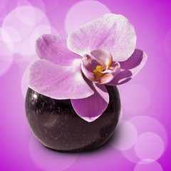 Orchidée dans un vase, fond rose