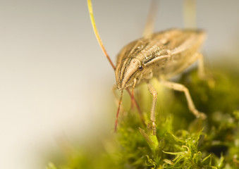 Aelia acuminata - beetle
