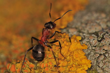 Ant - Formica