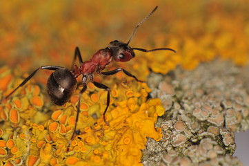 Ant - Formica