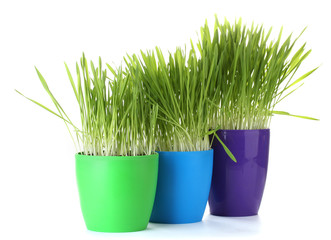 beautiful grass in a flowerpots isolated on white