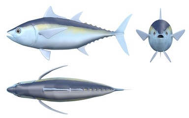 3d render of blackfin tuna