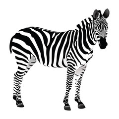 Fototapety  Zebra