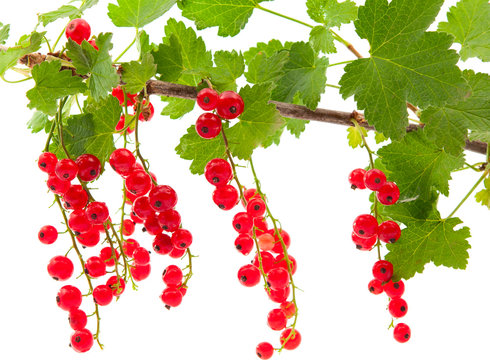 Branch with red currant