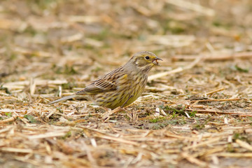 Yellowhammer