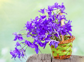 Bouquet of lilac flowers (Consolida) in the rays of spring sun