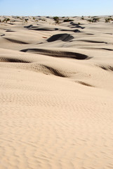 sahara occidental 39