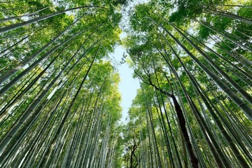Fototapeta na wymiar japanese bamboo forest