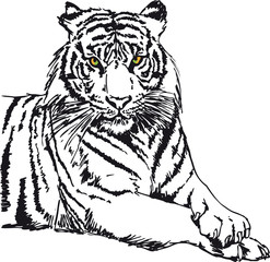 Sketch of white tiger. Vector illustration - 39767223