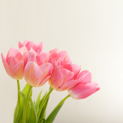 Pink tulips