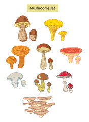 mushrooms set hand drawn illustrations