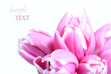 Obraz premium pink blossoms of tulip flower
