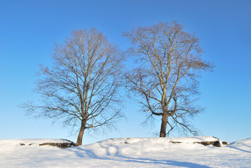 Fototapeta na wymiar Two beautiful trees