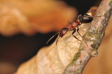 Ant - Formica