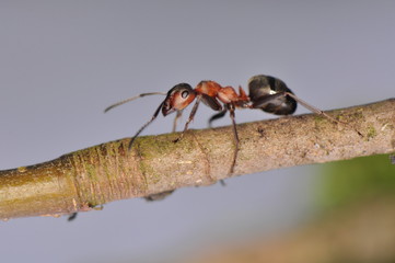 Ant - Formica