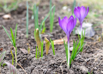 Crocus flowers.